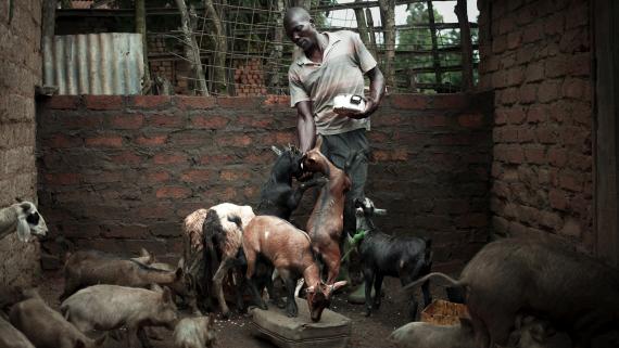 A man feeds goats
