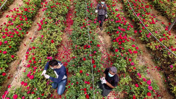 A group of farmers harvesting roses